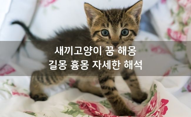 Read more about the article 새끼고양이 꿈 해몽 길몽 흉몽 자세한 해석
